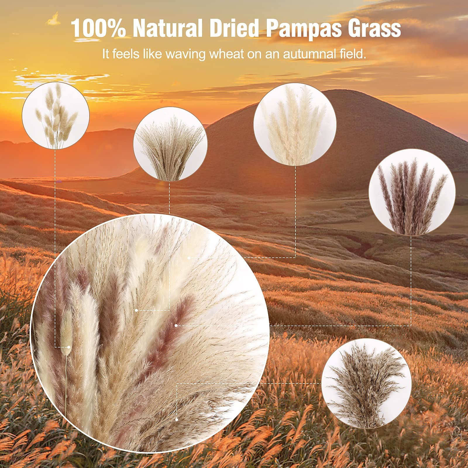 N&T NETING 75Pcs Pampas Grass Decor-10Pcs White Pampas Grass, 20Pcs Brown Pam…